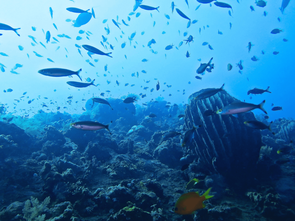 Bunutan Dive bali