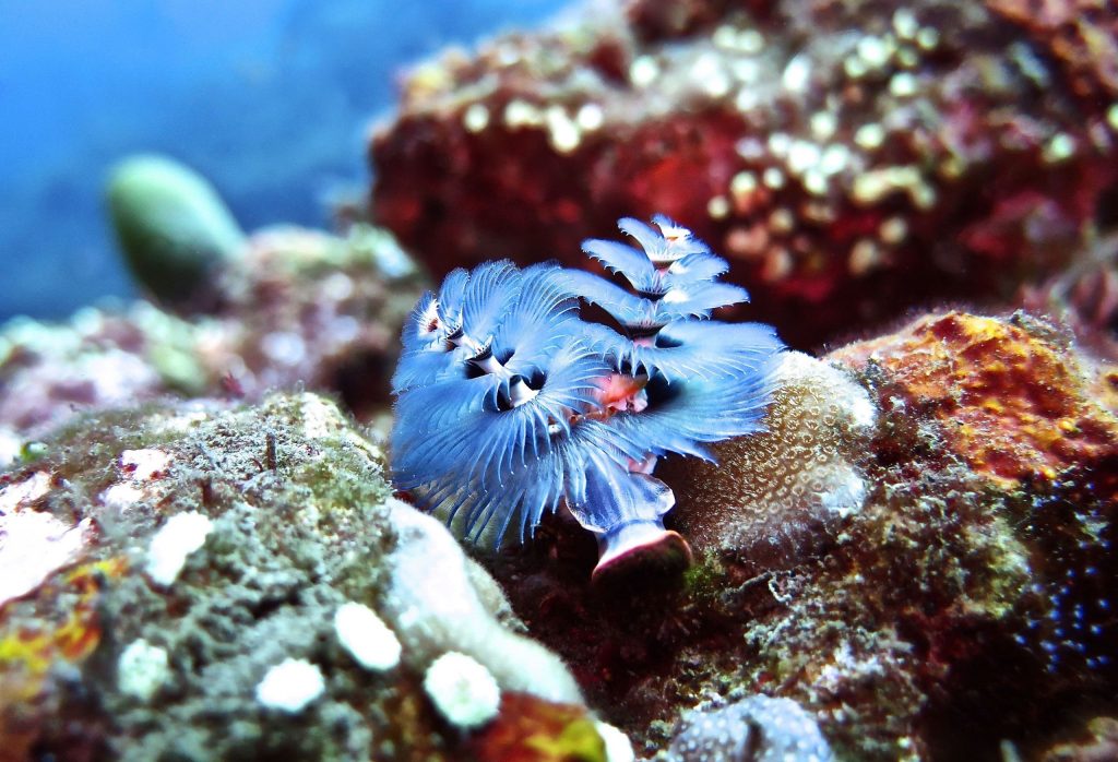 Muck dive Batu Belah