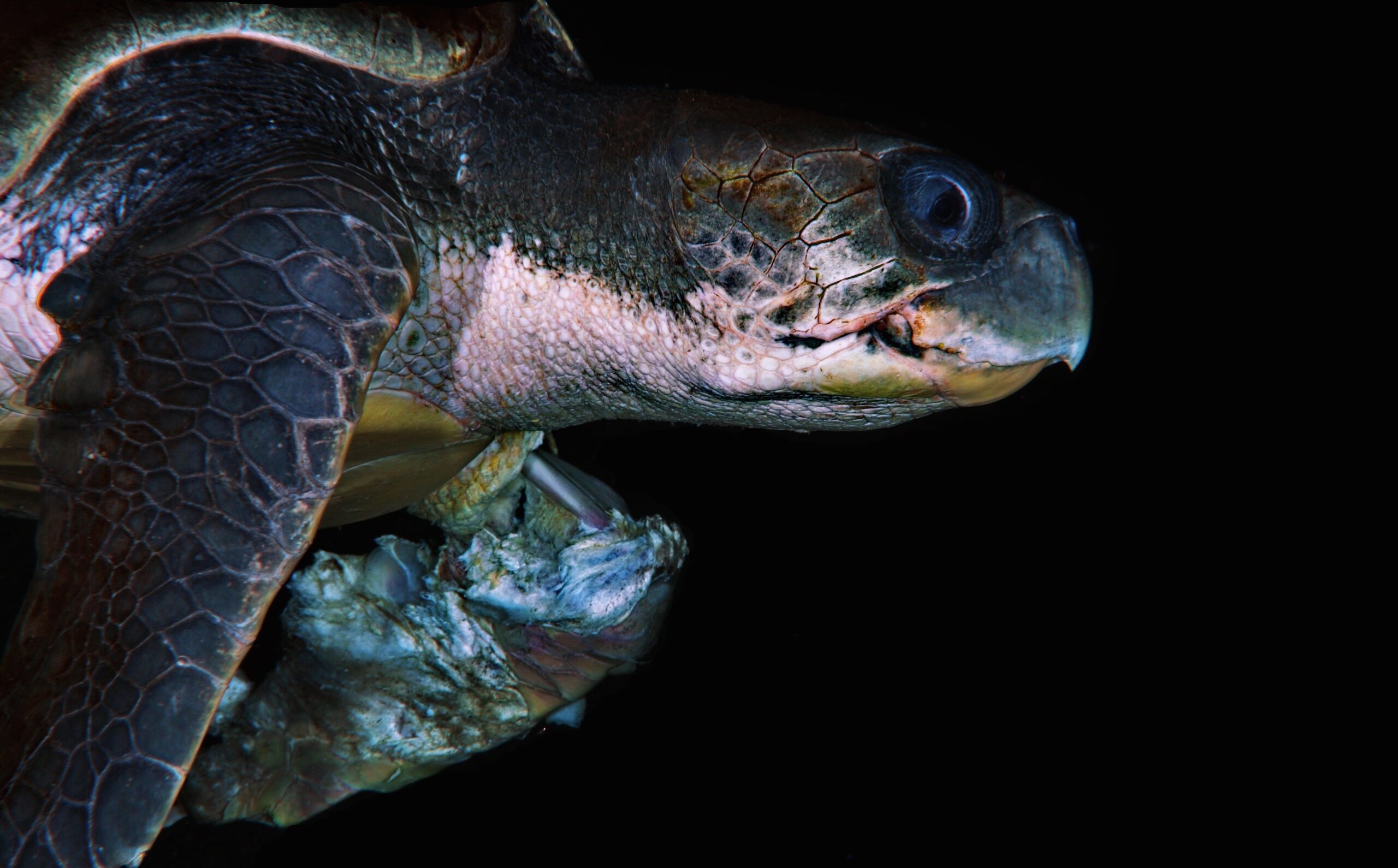 Tortue contre jour